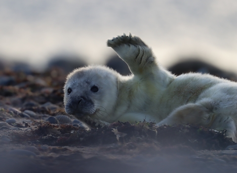 A grey seal pup with its flipper in the air