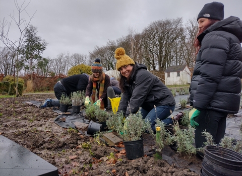 People planting pollinator friendly lavender plants