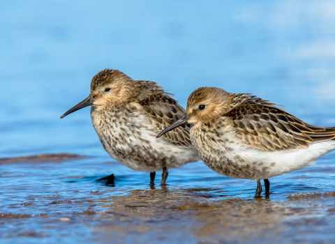 A pair of dunlin roosting on a muddy shore