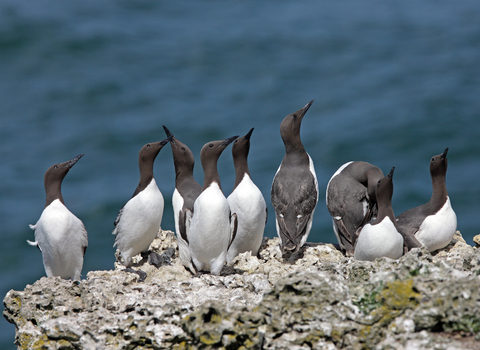 Colony of guillemots on cliff-top looking up
