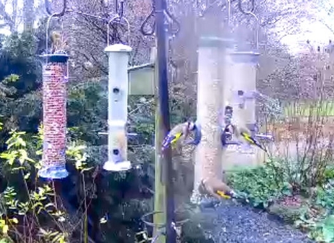 bird feeder cam view at Cumbria Wildlife Trust's head office at Plumgarths near Kendal
