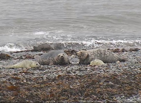 two grey seals with their pups on at south walney nature reserve in cumbria