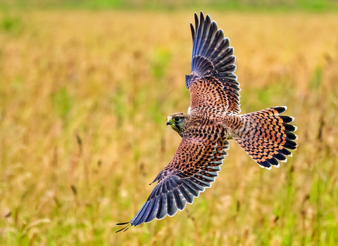 Kestrel by Simon Roberts