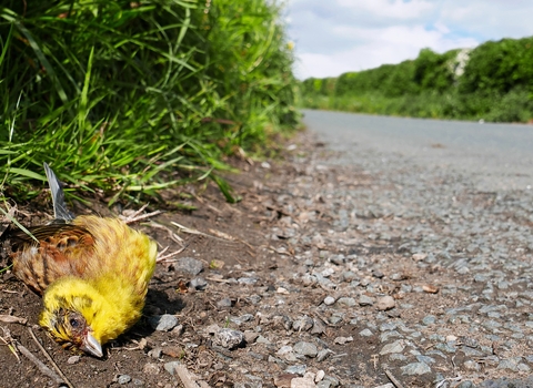 A dead yellow hammer bird on side of the road copyright Shutterstock