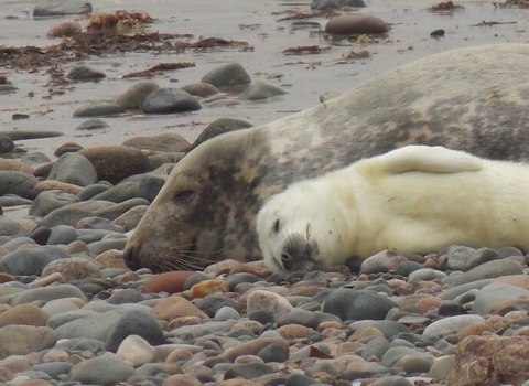 Grey seal pup and its mother on a pebble beach