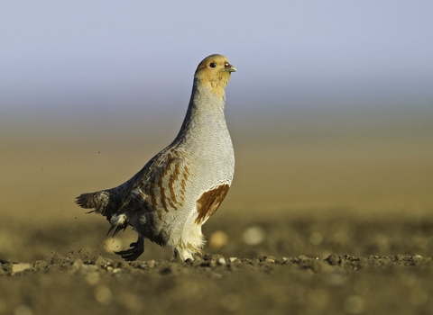 A grey partridge running across a tilled field