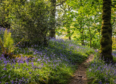 Barkbooth Lot Bluebells Credit CWT John Gorrigan