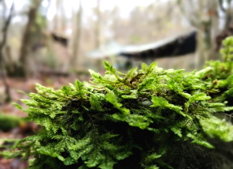 a plant and outdoor shelter at brown robin nature reserve