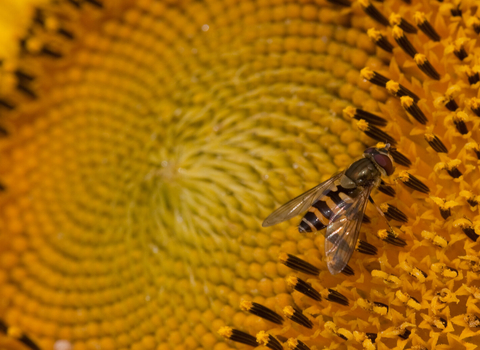 Hoverfly on a sunflower copyright Vaughn Matthews