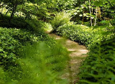 A view of a path through a dense, green woodland