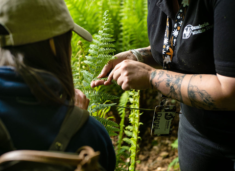Two people looking at a piece of fern