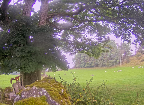 View of red squirrel on squirrel web cam at Bowber Head Farm nature reserve
