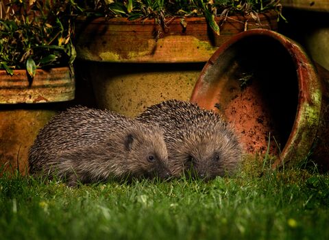 image of two hedgehogs at night by flowerpots