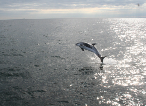 White-beaked dolphin