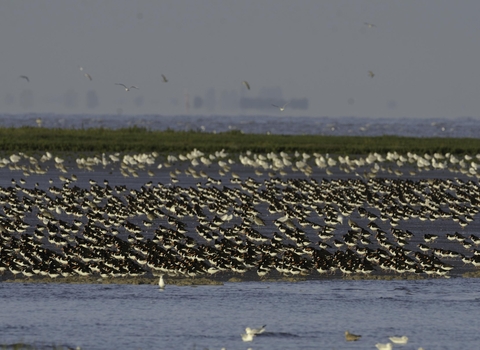 Waders primarily Oystercatchers Haematopus ostralegus being pushed on an incoming tide The Wash Snettisham Norfolk autumn copyright David Tipling-2020VISION 