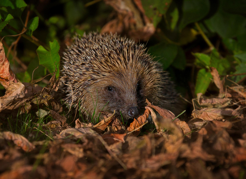 Hedgehog in autumn leaf litter credit jon hawkins - surrey hills photography