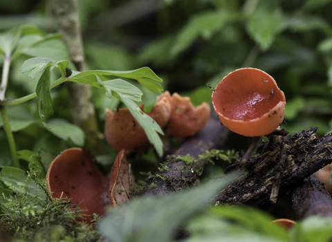 Scarlet elf cups copyright chris lawrence