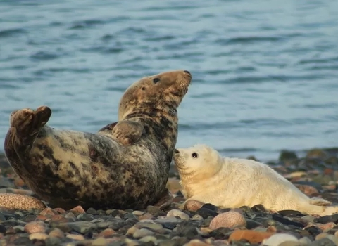 seal mother and pup at south walney nature reserve credit emily baxter