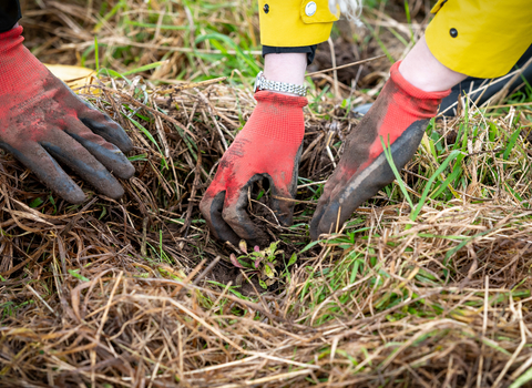 Plug planting, Penrith 2023