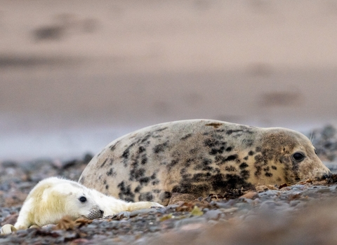 a grey seal mother and pup at south walney nature reserve