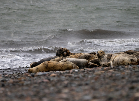 grey seals on pebble baeach at south walney nature reserve