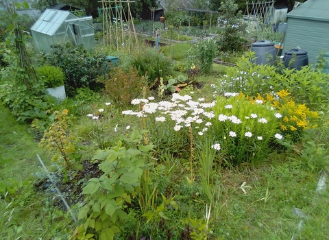 Wildlife friendly allotment garden