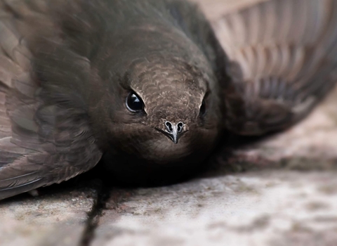 A grounded swift credit Sue Kane