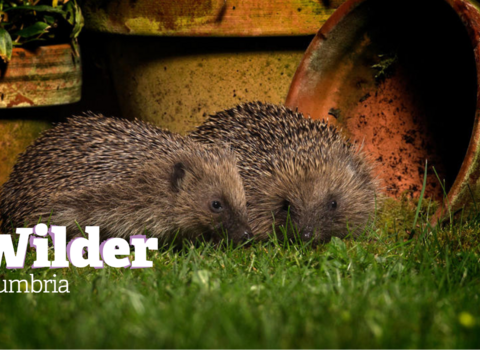 Hedgehog c john hawkins - surrey hills photography