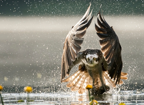 An osprey fishing