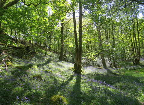 A view of Barkbooth Lot nature reserve with bluebells underneath woodland trees and sunshine coming through the branches. 
