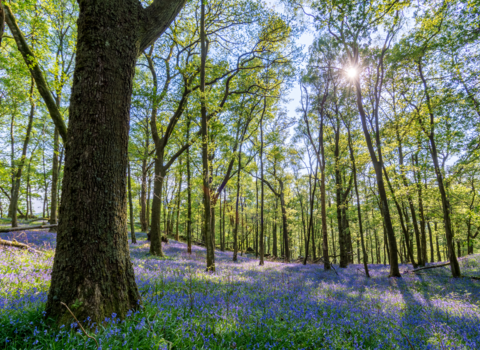 A view of bluebells underneath woodland trees with sunshine coming through the branches. 