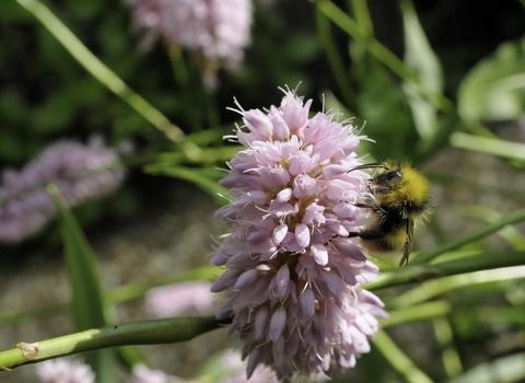 Early bumblebee copyright Nick Upton 2020 VISION