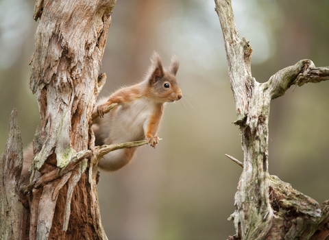red squirrel on bare tree trunk
