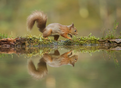 Red squirrel next to a body of water reflecting it