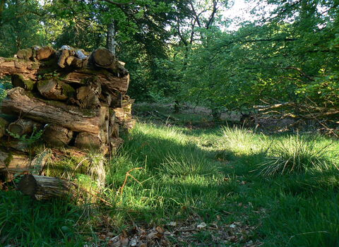 Photo shows a clearing in a forest with a pile of logs on the left side