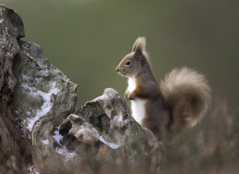 Red squirrel in pine forest in Glenfeshie, Scotland Peter Cairns/2020VISION