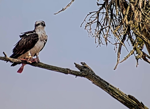 White YW osprey on roost tree with fish on arrival day 240325