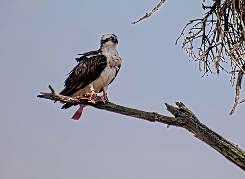 White YW osprey on roost tree with fish on arrival day 240325