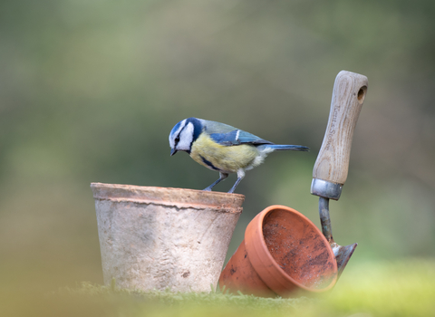 Blue tit perched on top of old plant pot with trowel in ground next to it