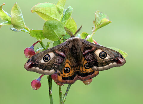 Emporer moth