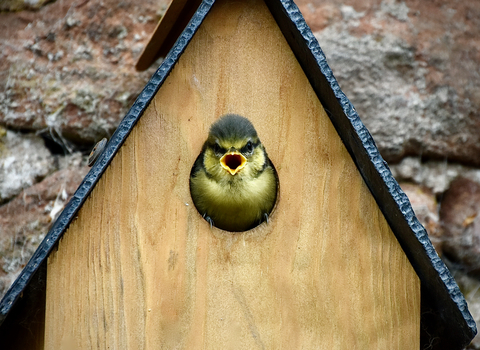 Photo of a blue tit peeking out of a nest box
