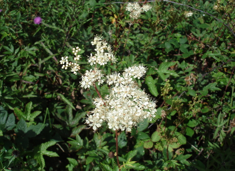 Photo shows meadowsweet, which has a 'froth' of white flowers