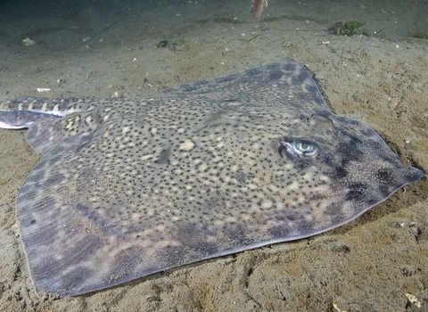 Thornback ray resized c Paul Naylor