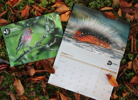 Photo shows the front of the calendar, which is a photo of a red poll and an open calendar next to it showing August and a caterpillar photo