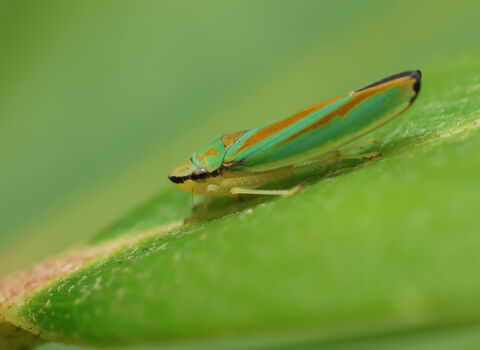 A rhododendron leafhopper resting on a rhododendron leaf. It's a thin green bug with orange-red markings