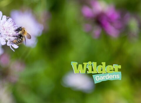 photo with bee on a flower and 'wilder gardens' logo in the corner