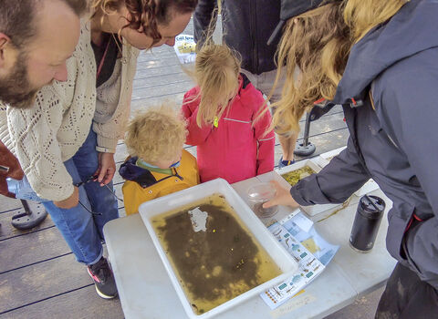 pond  dipping at cold springs