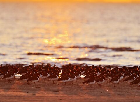Oystercatchers at sunset copyright David Tipling/2020VISION