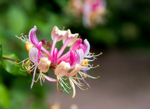 Photo shows a close-up of the trumpet-like flowers of honeysuckle. They are pink and pastel pink in colour.