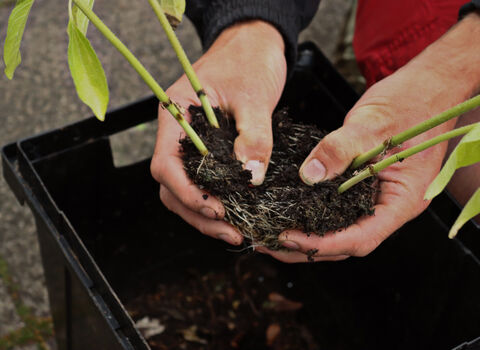 Hands gardening dividing plants